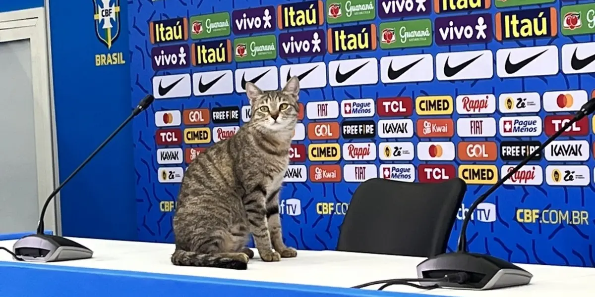 Felino viralizou após ser maltratado por assessor da CBF, ganhou o afeto dos jogadores e virou meme na internet