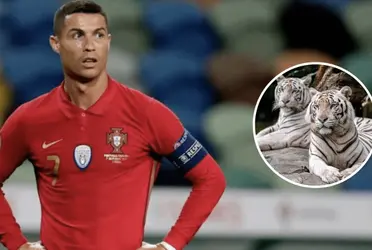 Jogador brasileiro postou vídeo com tigre em seu Instagram